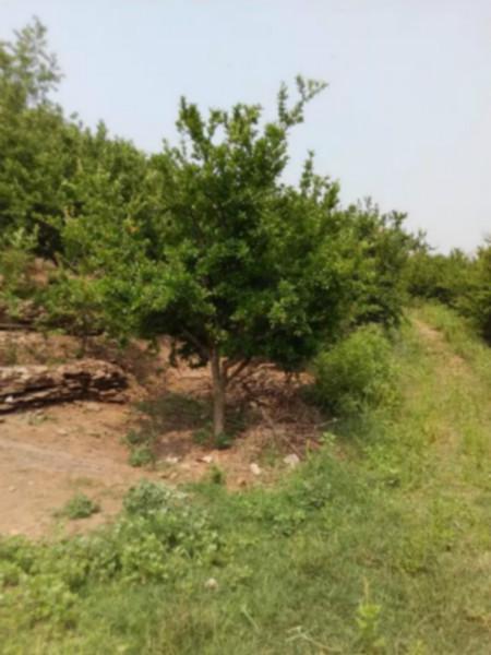 供应山东石榴树的种植方法图片