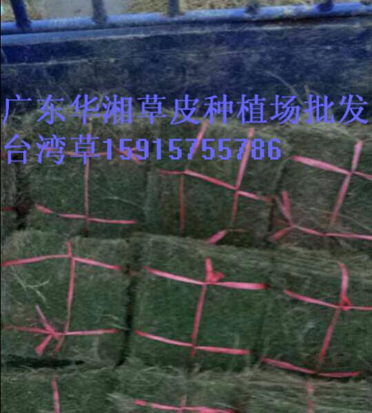 台湾草哪里有，专门种植绿化工程用的草坪价格怎么样图片