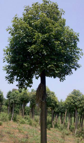 ，供应用于绿化的移栽栾树/全冠栾树价格