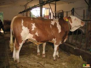 供应黄牛犊养殖技术价格 养牛技术 买牛到正规肉牛场购买图片