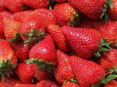 供应草莓苗新品种章姬草莓苗、红颜草莓苗价格图片