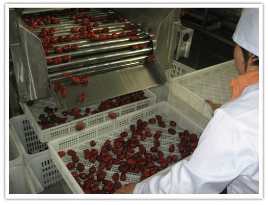 供应新疆红枣清洗机供应商，毛刷清洗机厂家，红枣加工设备图片