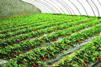 供应用于种植的草莓苗品种，草莓苗批发出售，草莓苗出产地