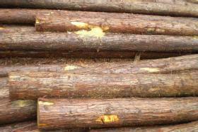 供应珠海桉木价格，珠海桉木生产厂家，珠海桉木厂家批发图片