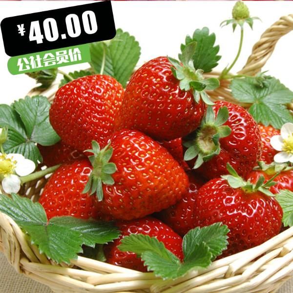 供应日本进口红颜草莓（4盒装）图片