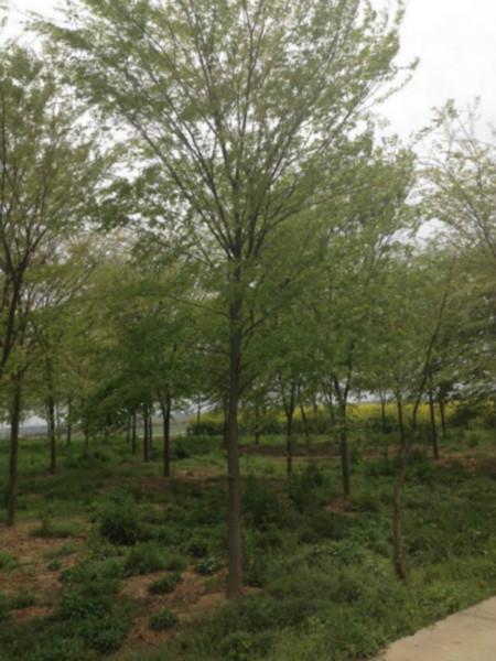 镇江市精品榉树对外大量出售厂家