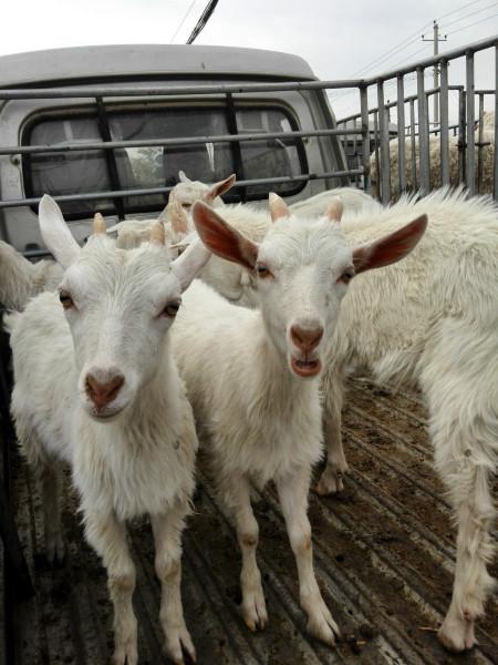 供应用于食用的贵州新鲜羊肉价格