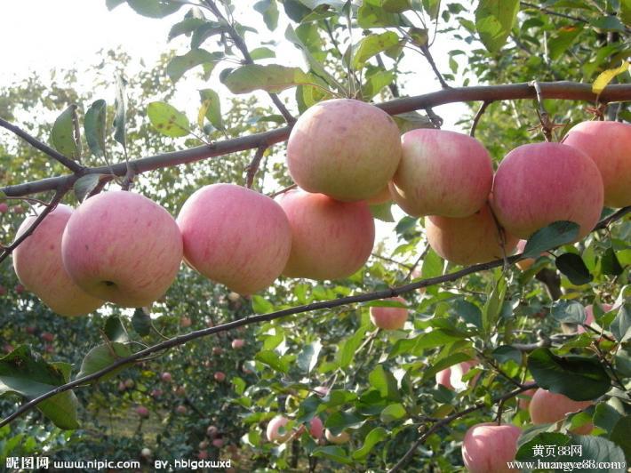 供应苹果树苹果树促销果树苗盆栽 嫁接苗红富士苹果 地栽苹果苗 苹果树