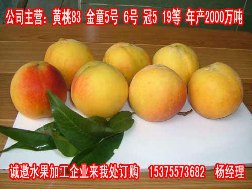 供应安徽砀山83黄桃原料
