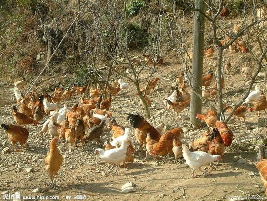 供应南安土鸡养殖场土鸡批发正宗农家鸡
