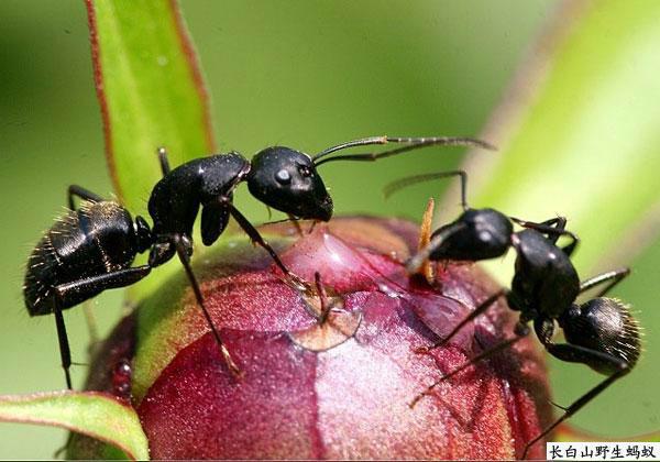 供应用于医药保健的森冉生物网络热销黑蚂蚁提取物
