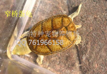 供应广州窄桥蛋龟养殖场图片