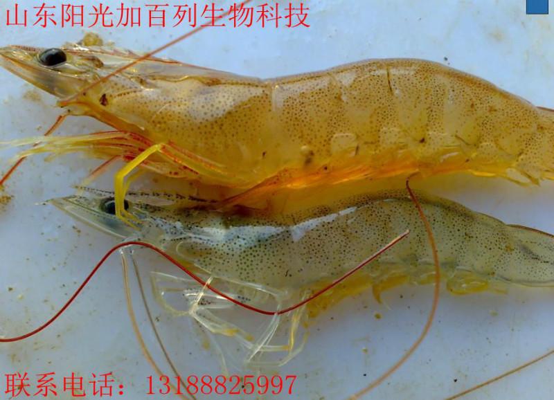 供应水产养殖虾类专用益生菌 日本进口原料韩国专利生产设备 25L/桶