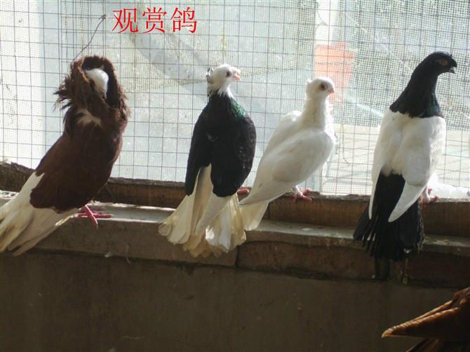 供应河南毛领鸽山东鲁山种鸽养殖场，凤尾鸽，素女鸽，大鼻子鸽，球胸鸽。